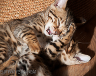 Bengal Kitten braun